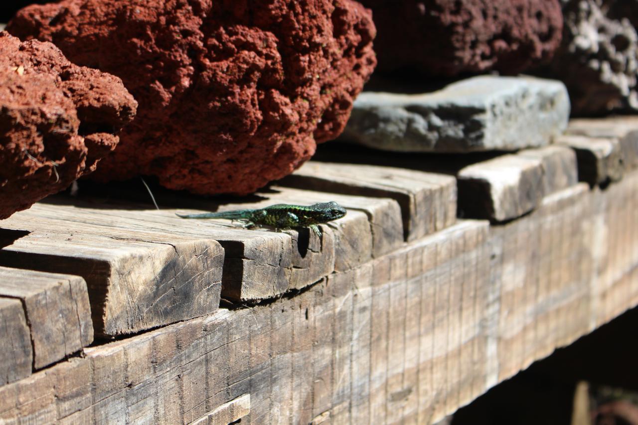 Cabana Rustica Patagonia Chilena Coñaripe エクステリア 写真